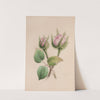 Musk Mallow by John Stevens Henslow