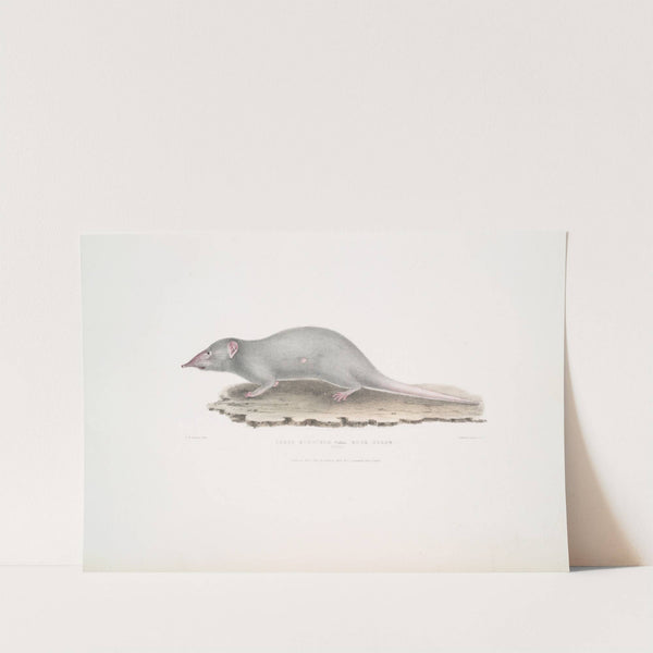 Musk Shrew, Sorex myosurus. (1830-1834) by John Edward Gray