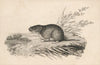 Muskrat