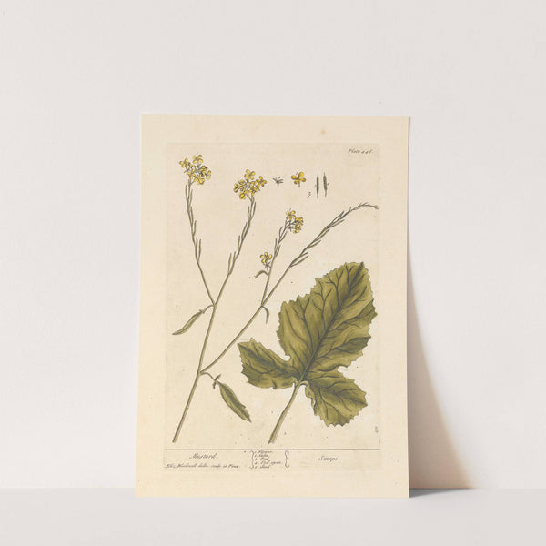 Mustard by Elizabeth Blackwell