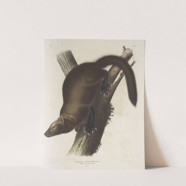 Mustela Canadensis, Pennant’s Marten, or Fisher. Natural size. Male. (1845-1848) by John Woodhouse Audubon