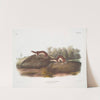 Mustela fusca , Little American Brown Weasel. Natural size. (1845-1848) by John Woodhouse Audubon