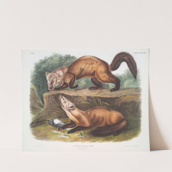 Mustela martes, Pine Marten. Male & female. Winter pelage. Natural size. (1845-1848) by John Woodhouse Audubon