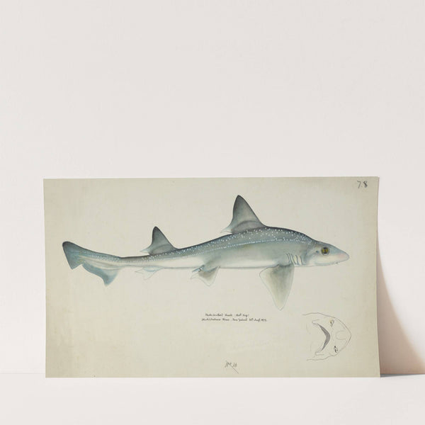 Mustelus antarcticus (NZ) : Smooth-hound (shark) (1875) by Frank Edward Clarke