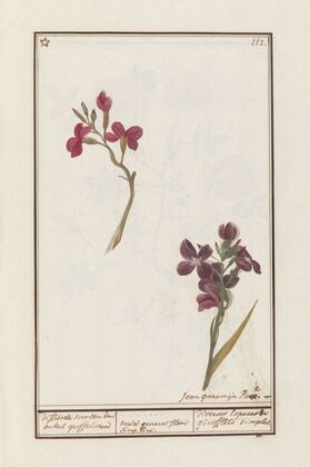 Muurbloem (Erysimum cheiri)