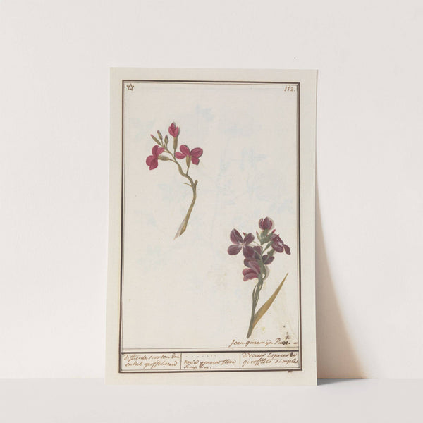 Muurbloem (Erysimum cheiri) differente soorten van enkel groffelieren varia genera flore simplici. (1596-1610) by Anselmus Boëtius de Boodt