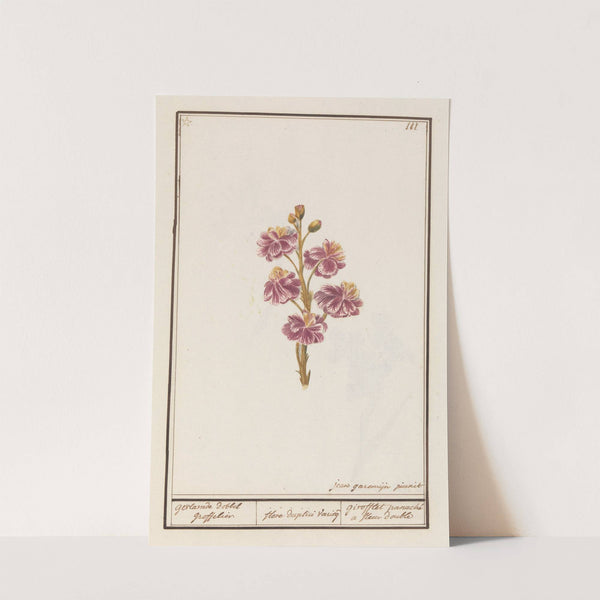 Muurbloem (Erysimum cheiri) gevlamde dobbel groffelier. (1596-1610) by Anselmus Boëtius de Boodt