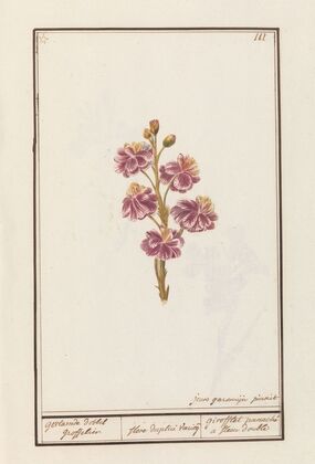 Muurbloem (Erysimum cheiri)