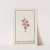 Muurbloem (Erysimum cheiri) by Jan Anton Garemyn
