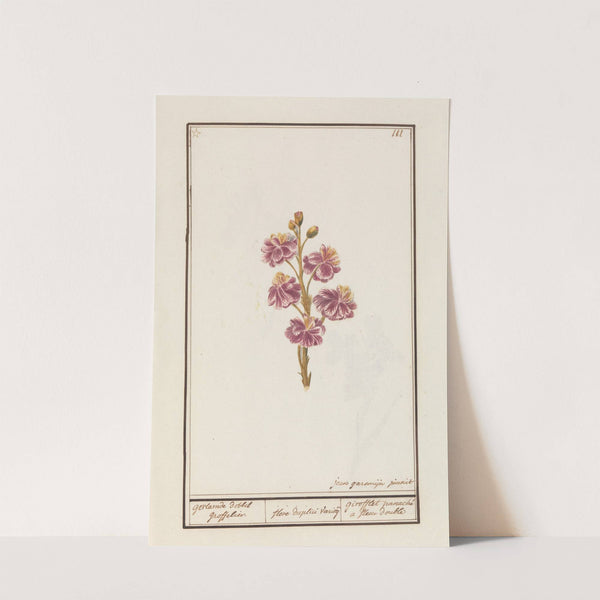 Muurbloem (Erysimum cheiri) by Jan Anton Garemyn