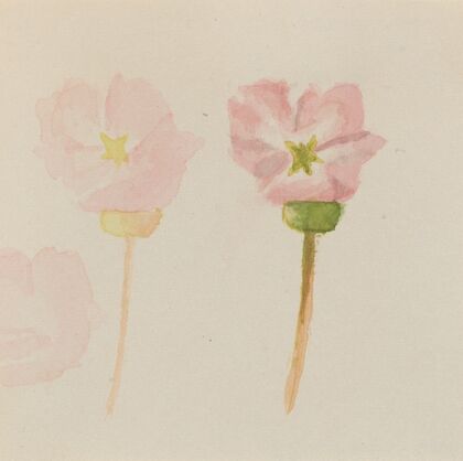 Pussy Willow (Salix discolor) (1920)
