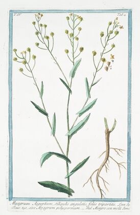 Myagrum Aegyptium, siliqulatis, foliis tripartitis, sive Myagrum polyspermum – Miagro con molti semi