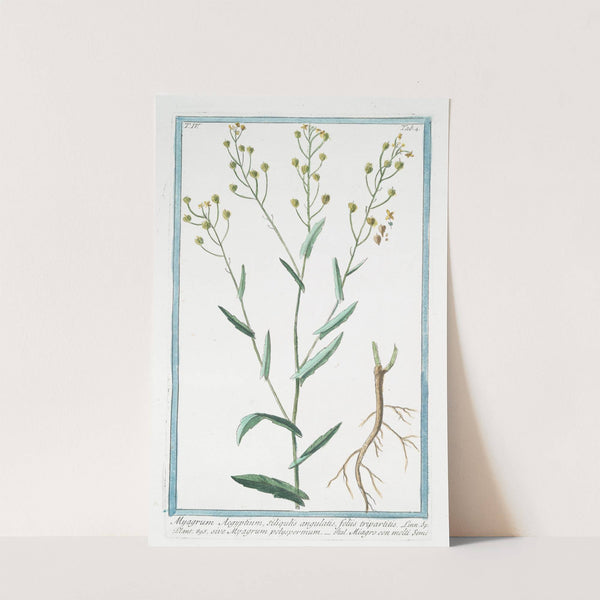 Myagrum Aegyptium, siliqulatis, foliis tripartitis, sive Myagrum polyspermum - Miagro con molti semi by Giorgio Bonelli