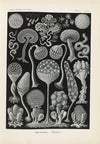 Mycetozoa. – Pilztiere