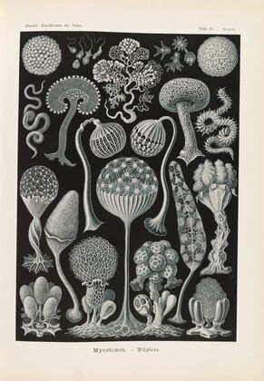 Mycetozoa. – Pilztiere