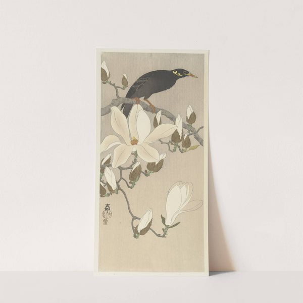 Myna on Magnolia Branch by Ohara Koson