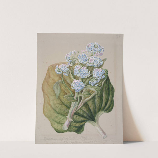 Myosotidium hortensia; Chatham Island forget-me-not by Sarah Featon