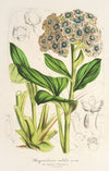 Myosotidium nobile