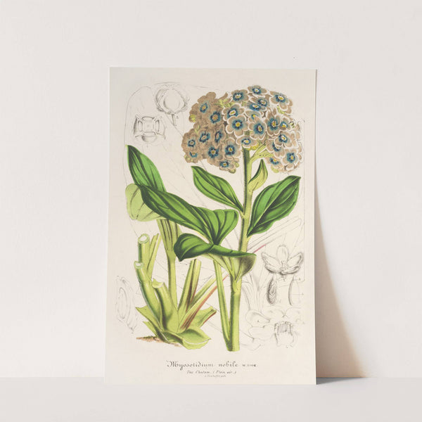 Myosotidium nobile by Charles Antoine Lemaire