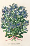 Myosotis Impératrice Elisabeth (semperllorens)