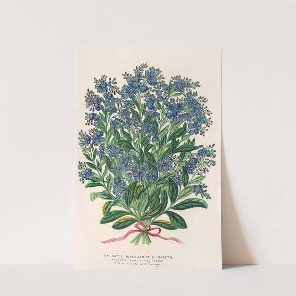 Myosotis Impératrice Elisabeth (semperllorens) by Charles Antoine Lemaire