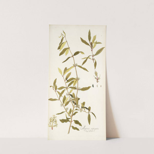 Myrica segregata by Nikolaus Joseph Freiherr von Jacquin