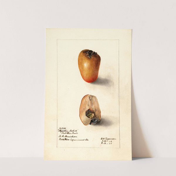 Myristica fragrans by Deborah Griscom Passmore