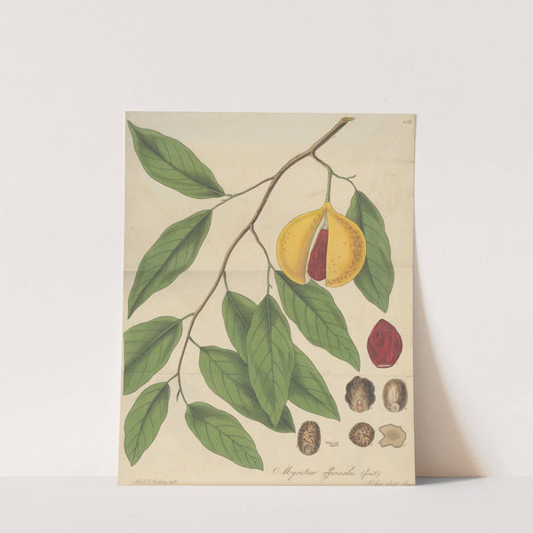Myristica Officinalis (fruit) by William Jackson Hooker
