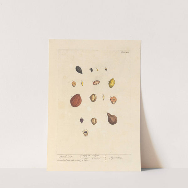 Myrobalans by Elizabeth Blackwell