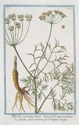 Myrrhis perennis lutea daucoides – Mirride gialla perenne – Le Cerfeuil musque. (Musky Chervil)