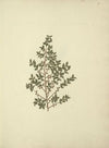 Myrsine africana L. (African Myrsine)