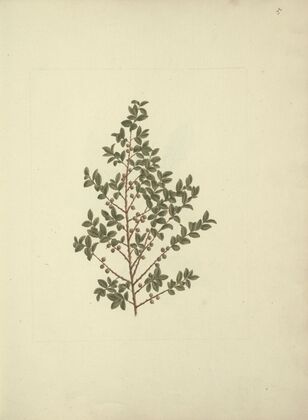 Myrsine africana L. (African Myrsine)