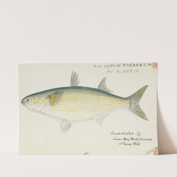 Myxus elongatus (Tas) : Sand mullet by Frank Edward Clarke