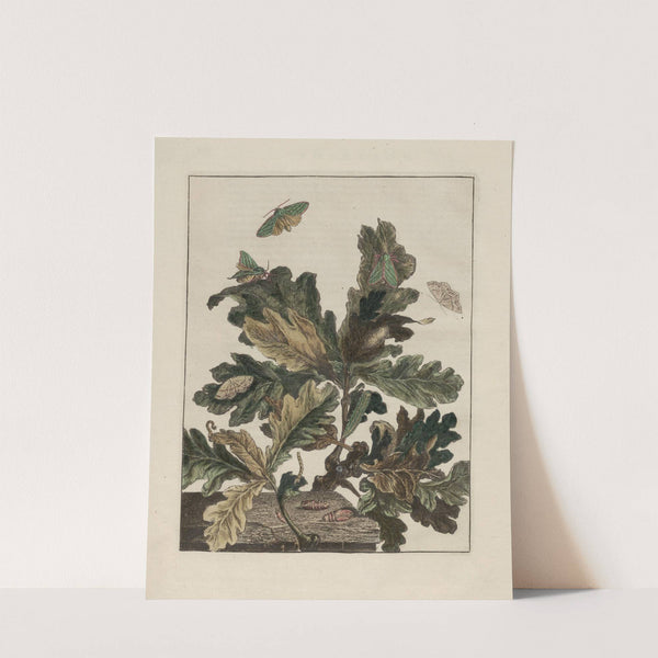 Naauwkeurige waarneemingen omtrent de veranderingen van veele insekten of gekorvene diertjes Pl.01 by Jacob L'Admiral