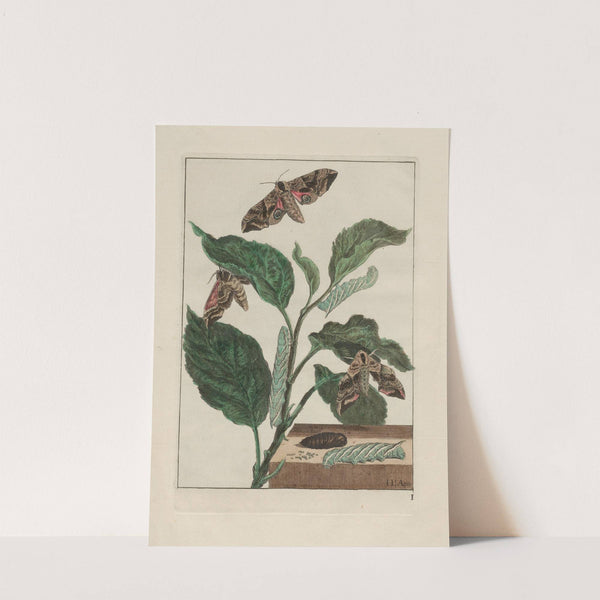 Naauwkeurige waarneemingen omtrent de veranderingen van veele insekten of gekorvene diertjes Pl.02 by Jacob L'Admiral