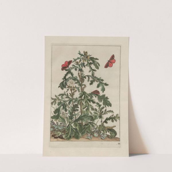 Naauwkeurige waarneemingen omtrent de veranderingen van veele insekten of gekorvene diertjes Pl.03 by Jacob L'Admiral