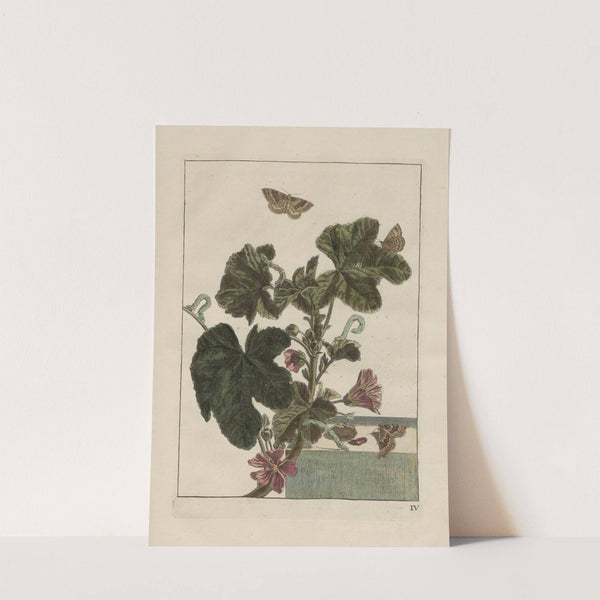 Naauwkeurige waarneemingen omtrent de veranderingen van veele insekten of gekorvene diertjes Pl.04 by Jacob L'Admiral