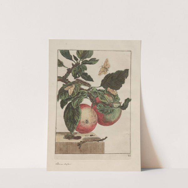 Naauwkeurige waarneemingen omtrent de veranderingen van veele insekten of gekorvene diertjes Pl.05 by Jacob L'Admiral