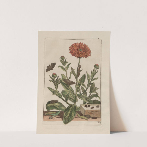 Naauwkeurige waarneemingen omtrent de veranderingen van veele insekten of gekorvene diertjes Pl.07 by Jacob L'Admiral