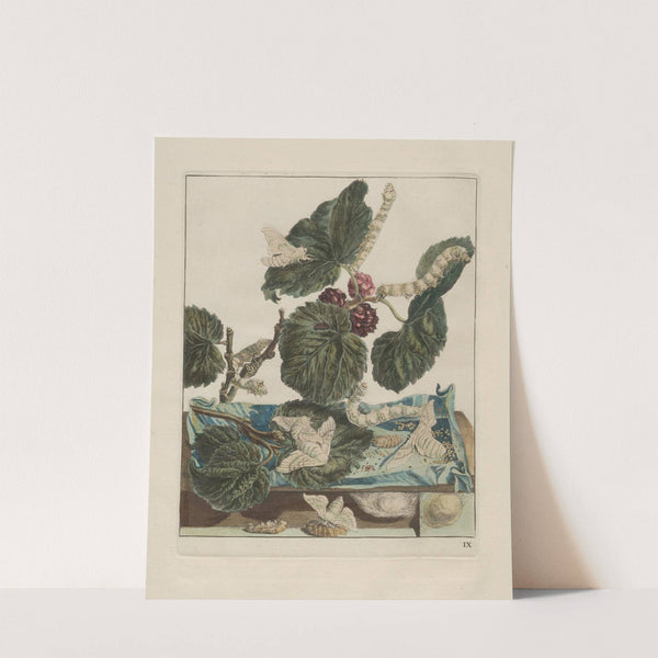 Naauwkeurige waarneemingen omtrent de veranderingen van veele insekten of gekorvene diertjes Pl.08 by Jacob L'Admiral