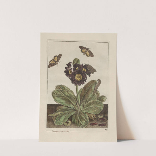 Naauwkeurige waarneemingen omtrent de veranderingen van veele insekten of gekorvene diertjes Pl.09 by Jacob L'Admiral