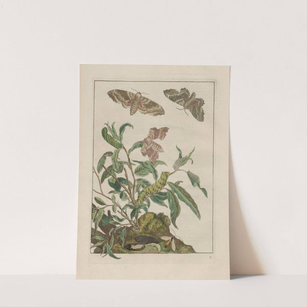 Naauwkeurige waarneemingen omtrent de veranderingen van veele insekten of gekorvene diertjes Pl.10 by Jacob L'Admiral