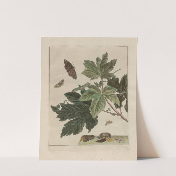 Naauwkeurige waarneemingen omtrent de veranderingen van veele insekten of gekorvene diertjes Pl.11 by Jacob L'Admiral