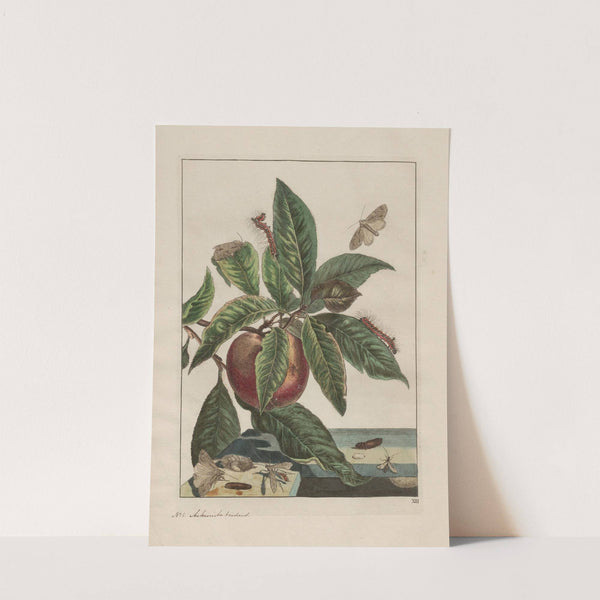 Naauwkeurige waarneemingen omtrent de veranderingen van veele insekten of gekorvene diertjes Pl.12 by Jacob L'Admiral