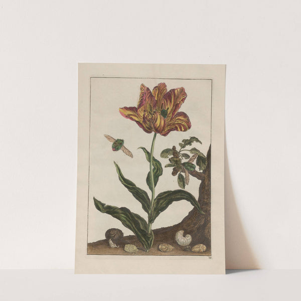 Naauwkeurige waarneemingen omtrent de veranderingen van veele insekten of gekorvene diertjes Pl.13 by Jacob L'Admiral