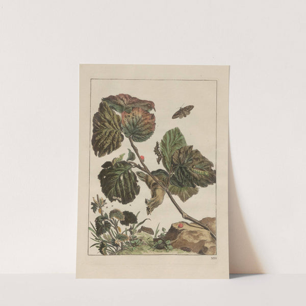 Naauwkeurige waarneemingen omtrent de veranderingen van veele insekten of gekorvene diertjes Pl.14 by Jacob L'Admiral
