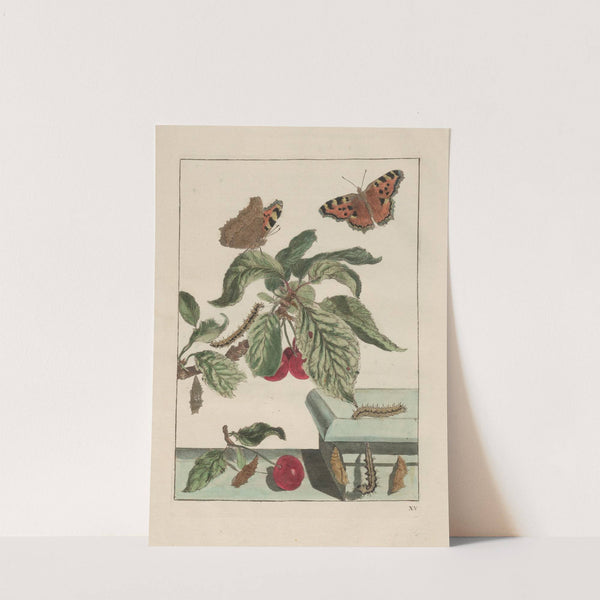 Naauwkeurige waarneemingen omtrent de veranderingen van veele insekten of gekorvene diertjes Pl.15 by Jacob L'Admiral