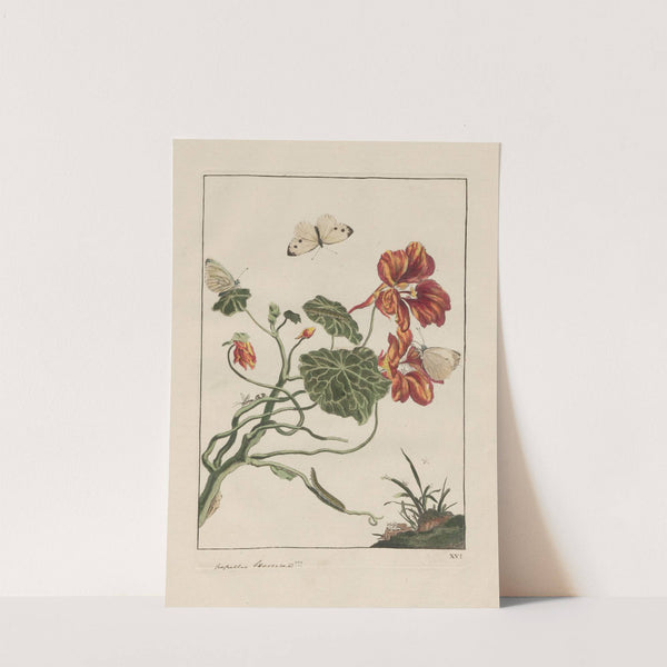 Naauwkeurige waarneemingen omtrent de veranderingen van veele insekten of gekorvene diertjes Pl.16 by Jacob L'Admiral