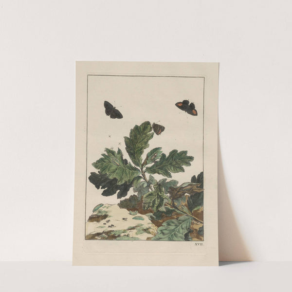 Naauwkeurige waarneemingen omtrent de veranderingen van veele insekten of gekorvene diertjes Pl.17 by Jacob L'Admiral