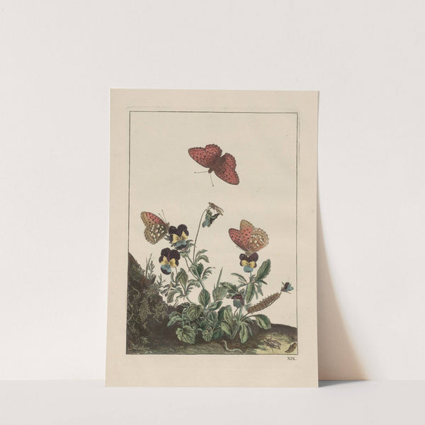Naauwkeurige waarneemingen omtrent de veranderingen van veele insekten of gekorvene diertjes Pl.19 by Jacob L'Admiral